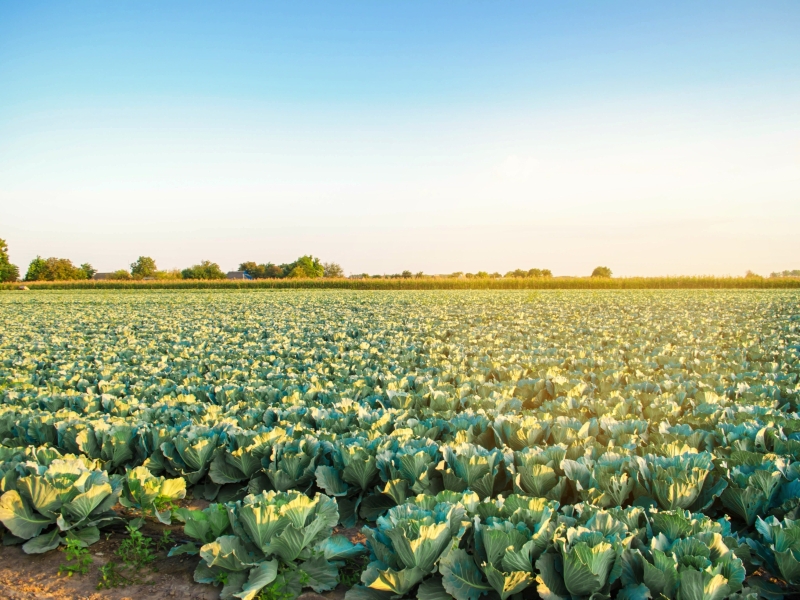 Ispezione campi agricoli con drone: costo medio e fattori che incidono sul prezzo