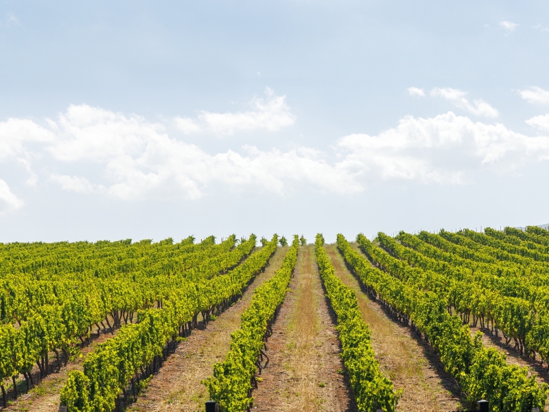 Come migliorare la qualit&agrave; della produzione con il monitoraggio vigneti con drone
